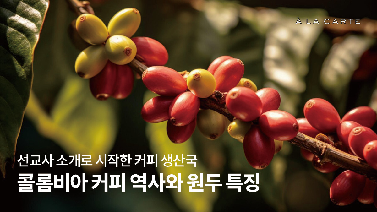 콜롬비아 원두 특징, 콜롬비아 커피 맛부터 등급까지 - 알라카르테 블로그